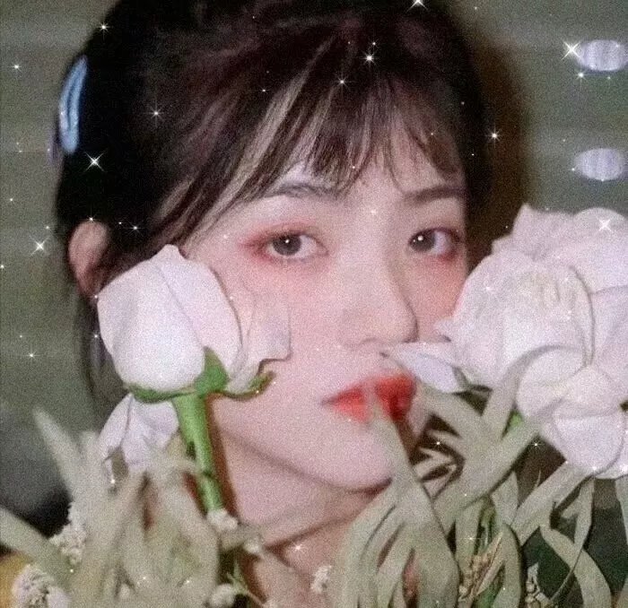 树袋熊